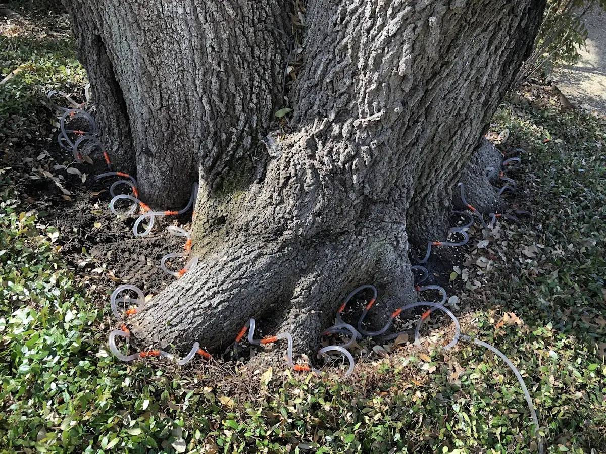 Detailed Tree Cabling and Bracing job site in Sweeden