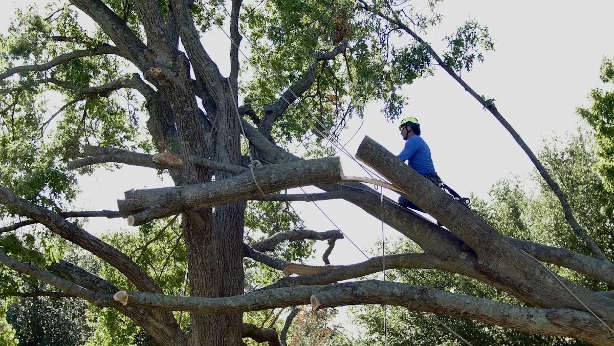 Professional Hazardous Tree Removal performed by certified arborists in Sweeden